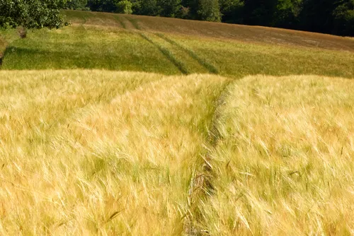 Hilly Tramlines This landscape photograph features hilly tramlines running through expansive agricultural fields during the afternoon in summer. The main subject of the image is the undulating patterns of tramlines cutting through barley plants, illustrating the geometric impact of farming practices on the landscape. Sunlight enhances the golden hues of the ripening barley, emphasizing the agricultural setting and the lush vegetation typical of summer. The scene captures the rolling terrain and the cultivated fields, which are characterized by orderly tramlines and dense stands of barley, providing a vivid representation of both the agricultural process and the growth cycle of plants in an open rural environment.
